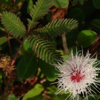 Mimosa pudica L.